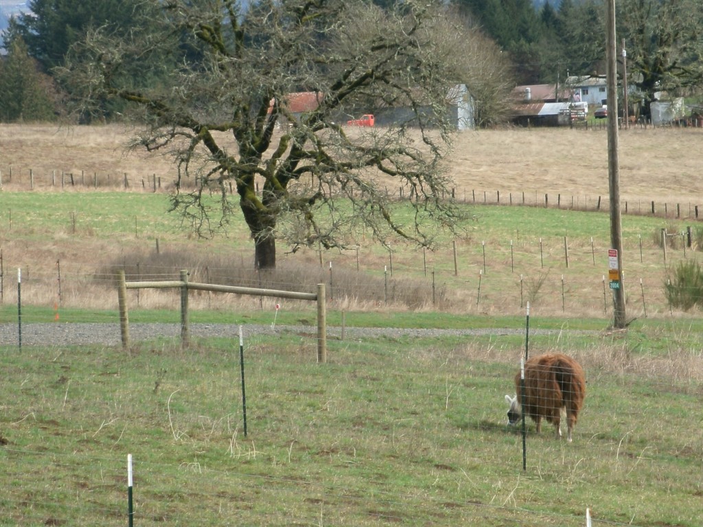 Kathy's Llama