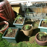 Planted tomatoes