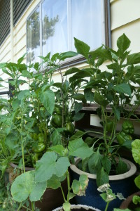 newhouse veg garden